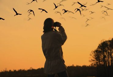 iran bird watching