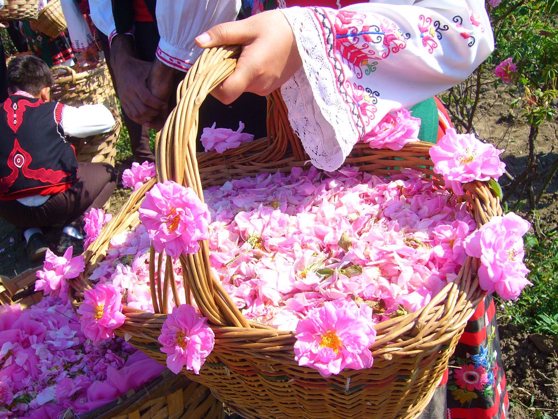 iran roze festival